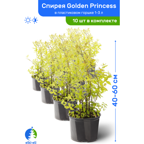 купить 12950р Спирея японская Golden Princess (Голден Принцесс) 40-60 см в пластиковом горшке 1-3 л, саженец, лиственное живое растение, комплект из 10 шт