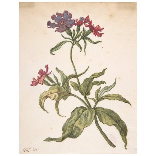  1210       (Lychnis hirsuta)   30. x 39.