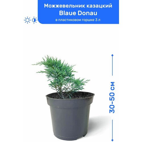купить 2150р Можжевельник казацкий Blaue Donau (Блю Донау) 30-50 см в пластиковом горшке 0,9-3 л, саженец, хвойное живое растение