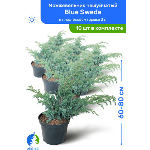 купить 35500р Можжевельник чешуйчатый Blue Swede (Блю Свид) 60-80 см в пластиковом горшке 3 л, саженец, хвойное живое растение, комплект из 10 шт