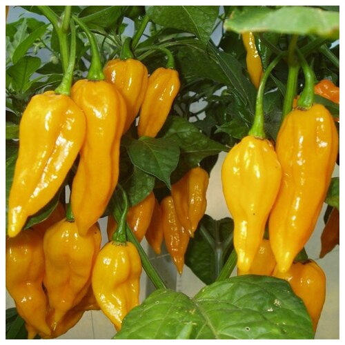  460   Ƹ (. Fatalii Yellow Pepper)  5