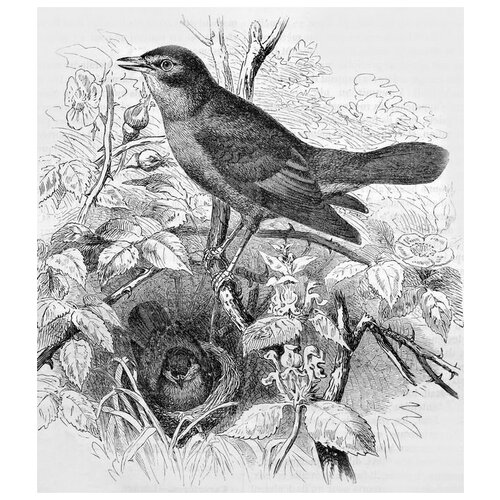  2830       (A bird in the nest) 60. x 68.