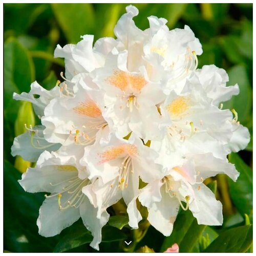  650   -   (. Rhododendron caucasicum)  10 