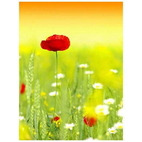  1220     (Poppy) 1 30. x 40.