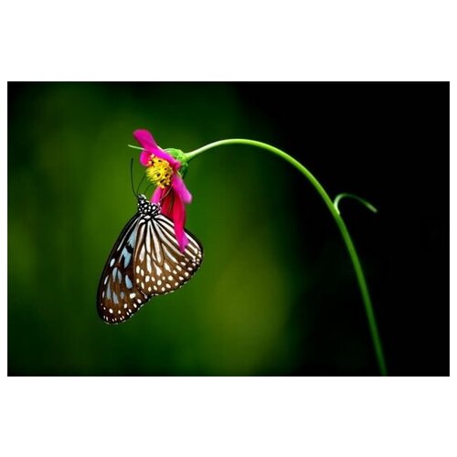 ������ 2690� ������ �� ������ ������� (Butterfly) �9 75��. x 50��.