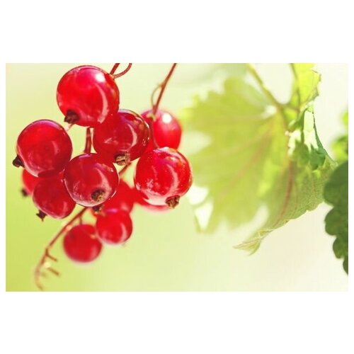      (Berries) 6 75. x 50.,  2690 