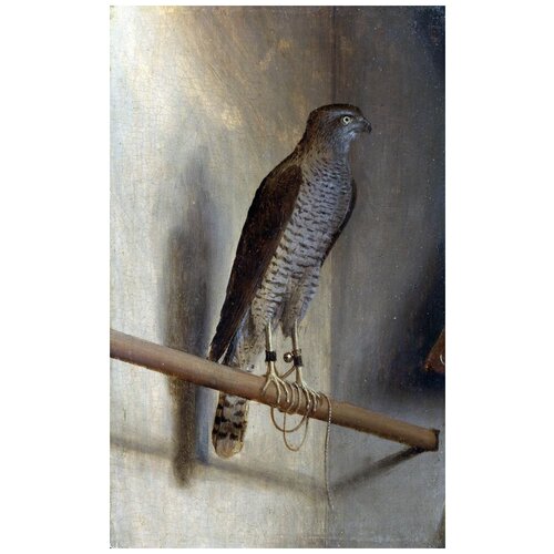  1420     (A Sparrowhawk)    30. x 49.