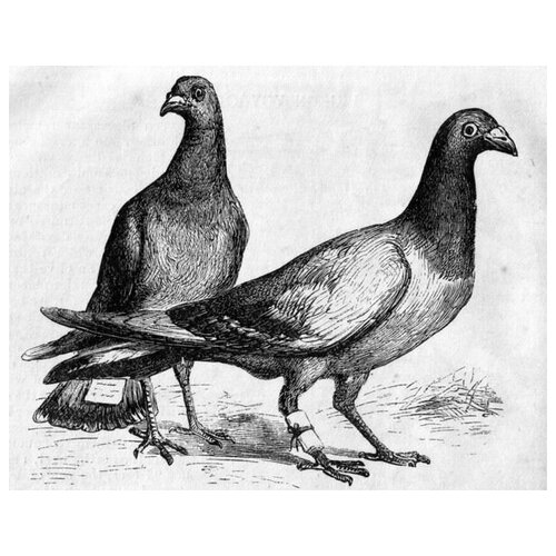  1200     (Pigeons) 3 38. x 30.