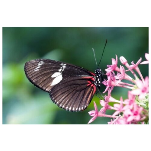  2690     (Butterfly) 11 75. x 50.
