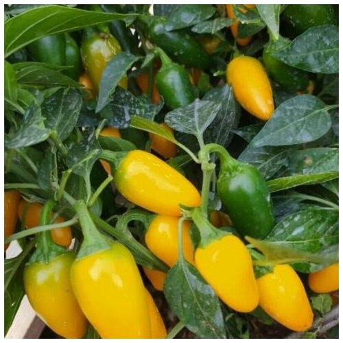  320     Jalapeno Yellow Jambo 5 .