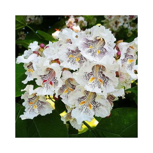  370   -   ( . Catalpa Speciosa) -  25