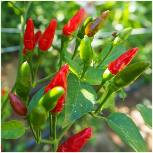  328   Ravit Bird Eye -   (. Capsicum annuum Bird's Eye)  15