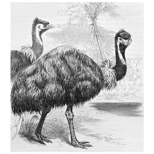  2810     (Ostriches) 60. x 67.