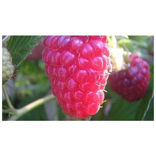 купить 935р Малина Ремонтантная Бриллиантовая (Rubus idaeus) Саженец/30-40 см./2 года/2л/Закрытая (ЗКС)