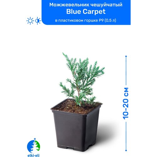 купить 1195р Можжевельник чешуйчатый Blue Carpet (Блю Карпет) 10-20 см в пластиковом горшке P9 (0,5 л), саженец, хвойное живое растение