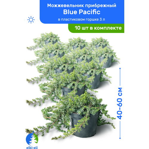 купить 21500р Можжевельник прибрежный Blue Pacific (Блю Пацифик) 40-60 см в пластиковом горшке 3 л, саженец, хвойное живое растение, комплект из 10 шт