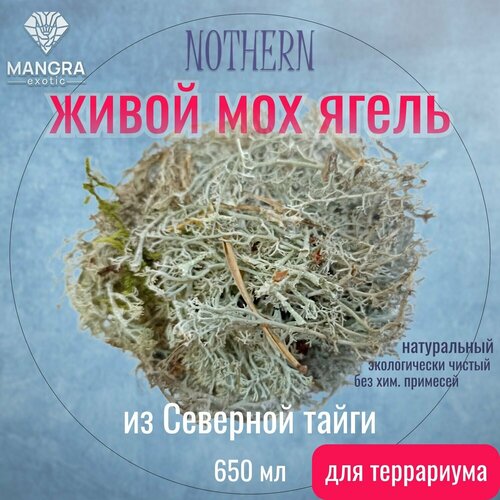  490   MANGRA exotic NOTHERN - ,   ,  ,    , 1000 