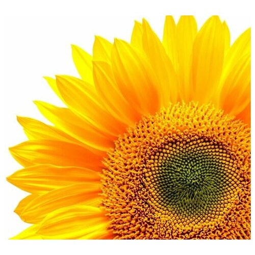 2150     (Sunflower) 9 56. x 50.