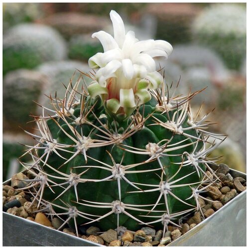  350     Gymnocalycium bicolor P-116 10 .