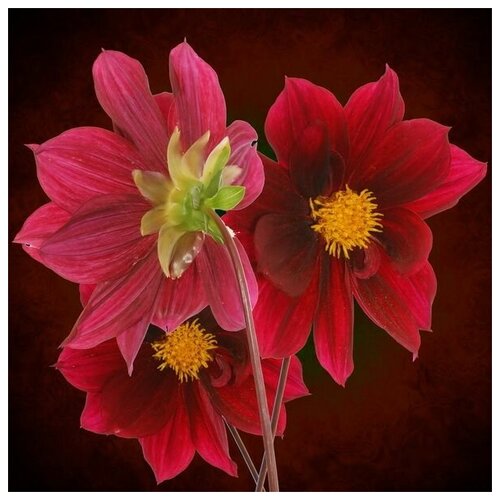 ������ 2570� ������ �� ������ ����� ������� ������ (Bouquet of red flowers) 60��. x 60��.