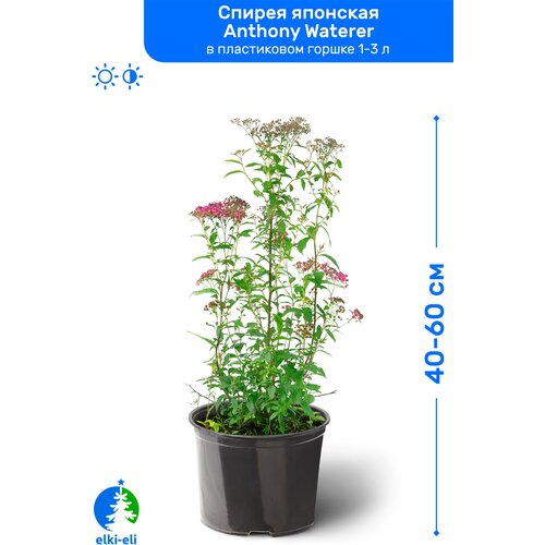 купить 1495р Спирея японская Энтони Ватерер (Anthony Waterer) 40-60 см в пластиковом горшке 1-3 л, саженец, лиственное живое растение