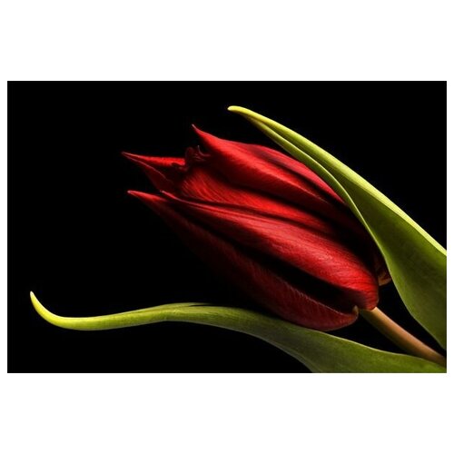  1950      (Red tulip) 60. x 40.