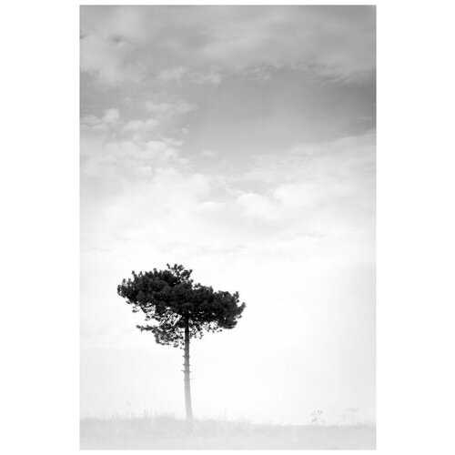 1340     (Tree) 25 30. x 45.