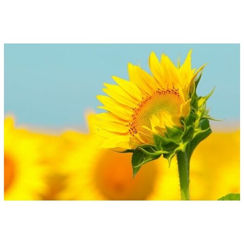  1340     (Sunflower) 8 45. x 30.