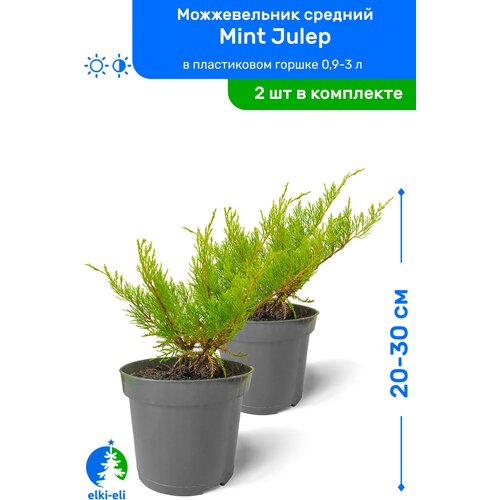 купить 1898р Можжевельник средний Mint Julep (Минт Джулеп) 20-30 см в пластиковом горшке 0,9-3 л, саженец, хвойное живое растение, комплект из 2 шт