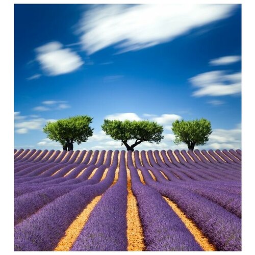  2720      (Lavender field) 2 60. x 65.