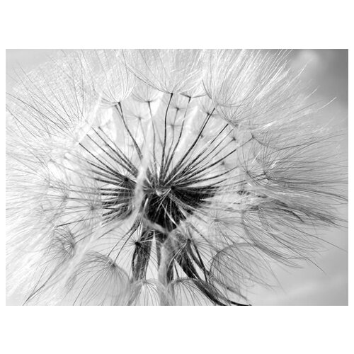  2470     (Dandelion) 6 67. x 50.