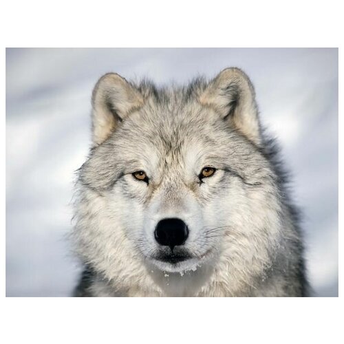  1800     (Wolf) 4 53. x 40.