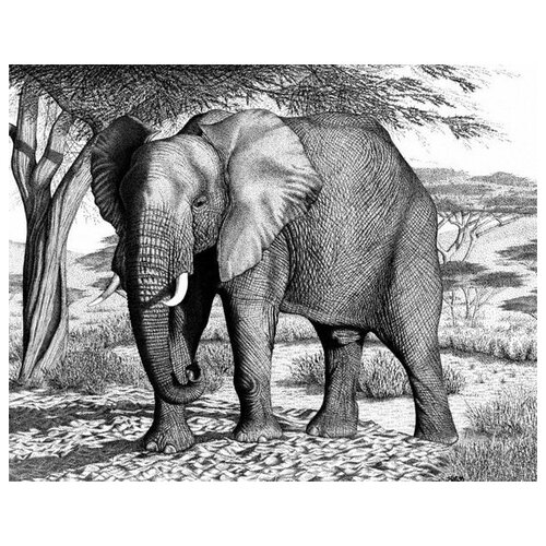  1750     (Elephant) 5 51. x 40.