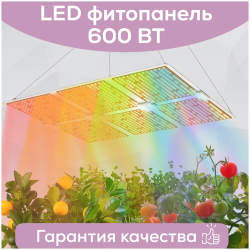  39000    Megaphoton LED 600  , .     Quantum board ( )