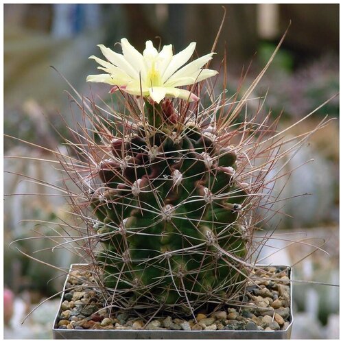  350     Hamatocactus longihamatus 10 .