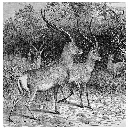  1500     (Antelope) 2 40. x 41.