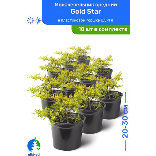 купить 9950р Можжевельник средний Gold Star (Голд Стар) 20-30 см в пластиковом горшке 0,5-1 л, саженец, хвойное живое растение, комплект из 10 шт