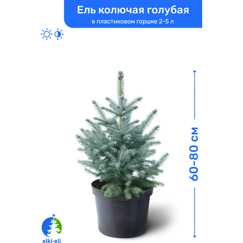 купить Ель колючая голубая 60-80 см в пластиковом горшке 2-5 л, саженец, хвойное живое растение, цена 5800 рубл