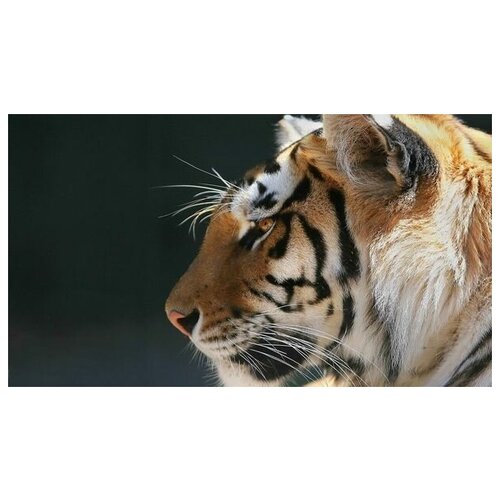  2230      (Bengal tiger) 1 71. x 40.