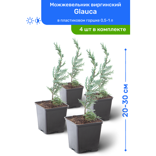 купить 4380р Можжевельник виргинский Glauca 20-30 см в пластиковом горшке 0,5-1 л, саженец, хвойное живое растение, комплект из 4 шт