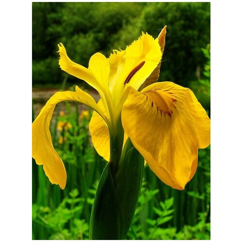  360     (, ) / Iris pseudacorus, 10 