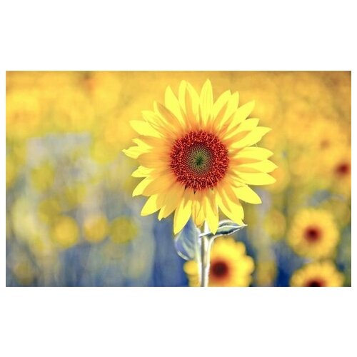  1410     (Sunflower) 2 48. x 30.