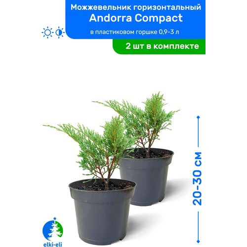 купить 2390р Можжевельник горизонтальный Andorra Compact (Андорра Компакт) 20-30 см в пластиковом горшке 0,9-3 л, саженец, хвойное живое растение, комплект из 2 шт