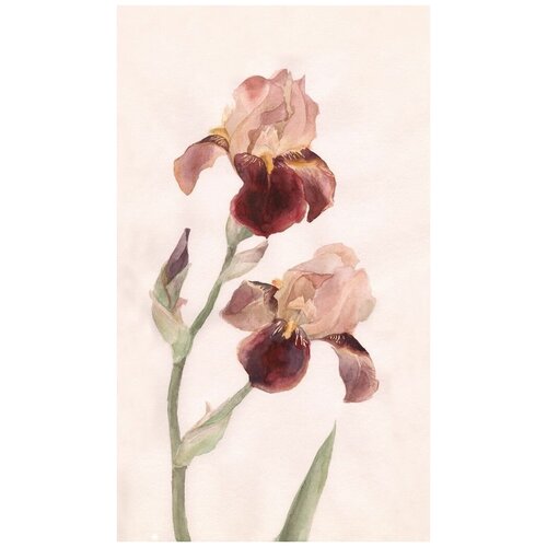  1470     (Irises) 4 30. x 51.