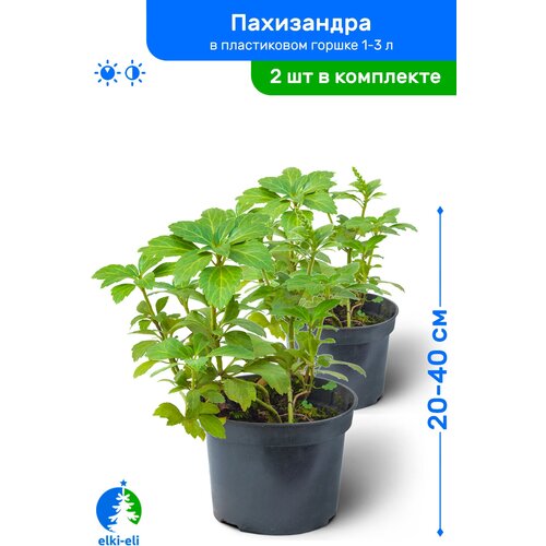 купить 1790р Пахизандра 20-40 см в пластиковом горшке 1-3 л, саженец, лиственное живое растение, комплект из 2 шт