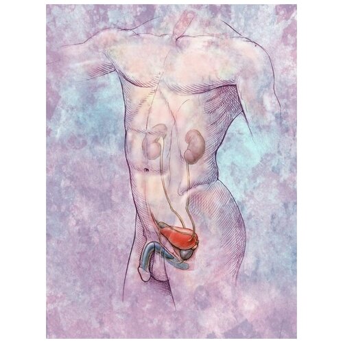       (Anatomical structure) 4 30. x 40.,  1220 