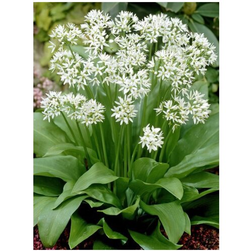  333   ( ,  ) / Allium ursinum, 30 