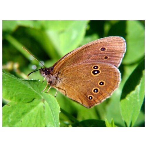  2470     (Butterfly) 6 67. x 50.