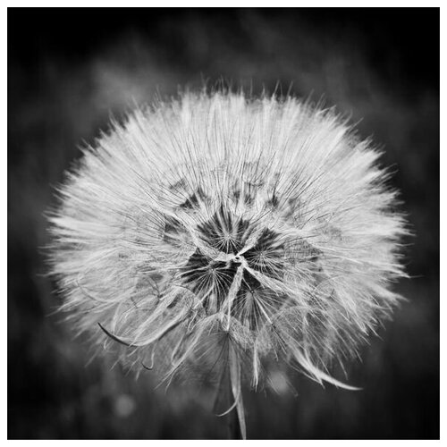  1980     (Dandelion) 5 50. x 50.