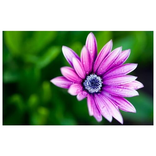 1410      (Purple flower) 48. x 30.
